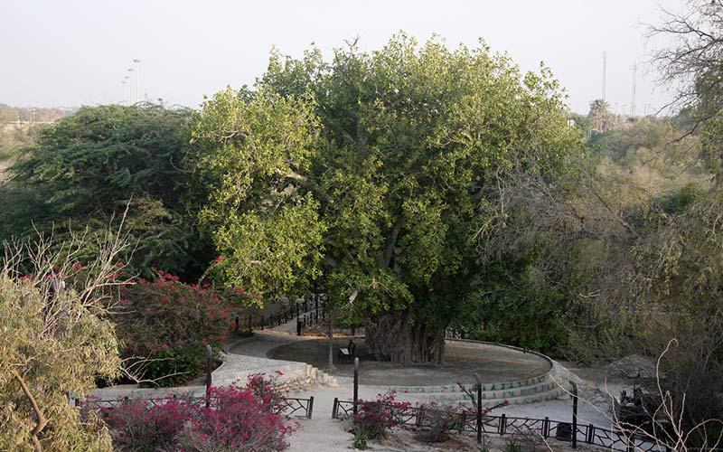 درخت کهنسال کیش، از جاذبه های مهم نگین خلیج فارس درخت کهنسال کیش، از جاذبه های مهم نگین خلیج فارس