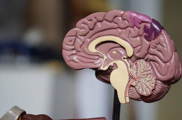 داده های علمی بیوبانک نقشه برداری مغز به چالش کشیده می شود داده های علمی بیوبانک نقشه برداری مغز به چالش کشیده می شود