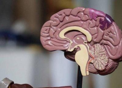 داده های علمی بیوبانک نقشه برداری مغز به چالش کشیده می شود