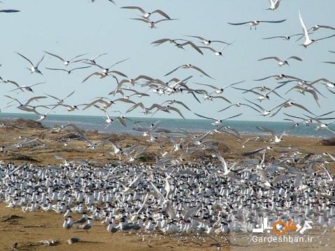 جزیره ام الگُرم در بوشهر؛ بهشتی برای پرندگان مهاجر، عکس