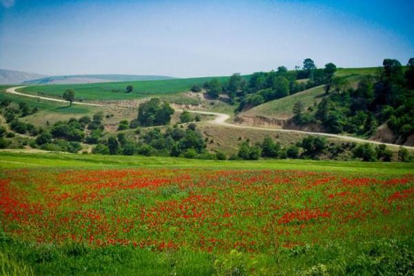 جشنواره سفر به دشت شقایق های کالپوش در شهرستان میامی برگزار جشنواره سفر به دشت شقایق های کالپوش در شهرستان میامی برگزار می گردد